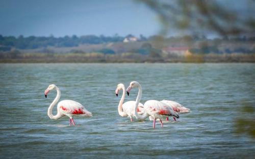 Falmingos - Canet