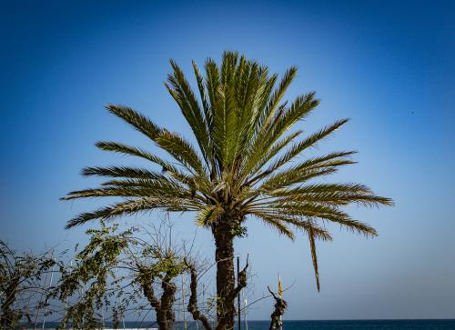 Racou Palms